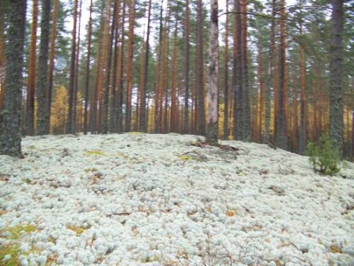 Moosiger Wald (100_0480.JPG) wird geladen. Eindrucksvolle Fotos aus Lettland erwarten Sie.